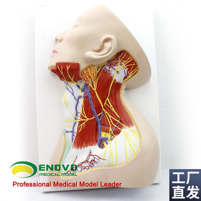 颐诺正品人体颈部局部解剖x模型颈部浅表肌肉神经血管模型