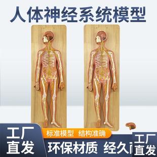 医学人体神经系统解剖模型中枢神经脑脊髓躯R干模型脊神经模型