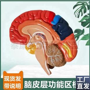 脑模型脑皮层功能区脑组t织解剖可拆卸血管破裂病理大脑功能标识