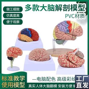 脑模型脑功能区域色分模型人体大脑解剖模型人脑动W脉构造脑神经