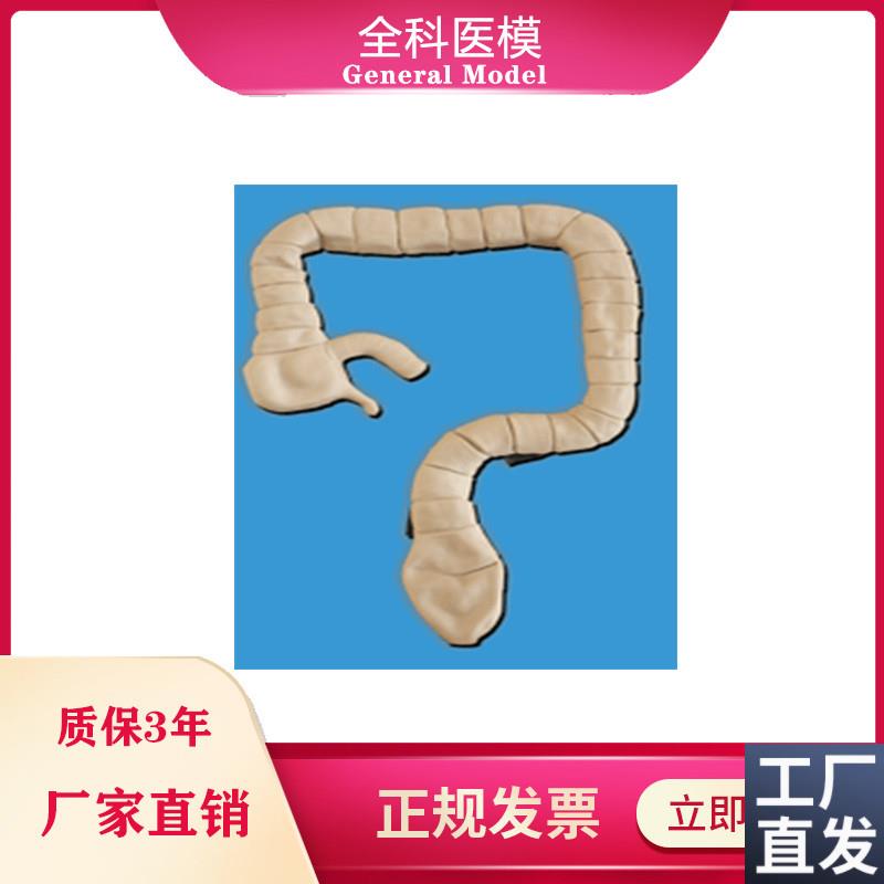 乙状结肠镜检j查模型大肠肠道病理检查模型教学示教模具