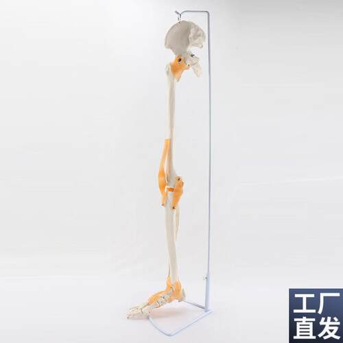 人体下肢模型髋关节韧带膝关节可活动脚踝足骨四肢上臂Z肩关节手