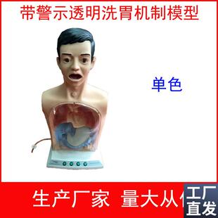带警示透明d洗胃机制模型高级透明洗胃机制模型洗胃练习模型
