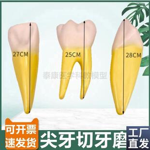 人体牙齿模e型切牙尖牙磨牙臼齿可拆卸口腔牙医考试牙科诊所摆设