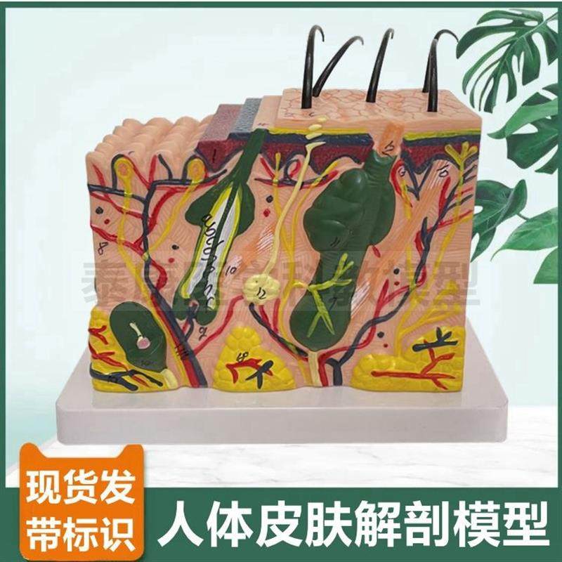 人体皮肤模型 毛发 表皮真皮毛囊毛干皮下组织血管神经医美微整形