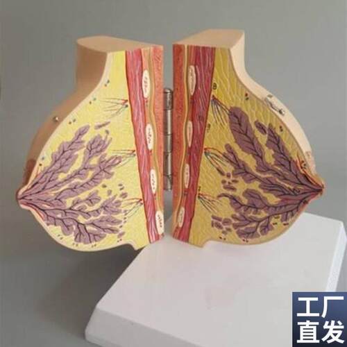 哺乳期女性d乳房解剖模型人体胸部模具剖面结构妇科示教教学标本