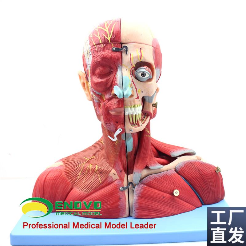 颐诺正品医用头脑颈部血管神w经脑模型神经科耳鼻咽喉科大脑解剖