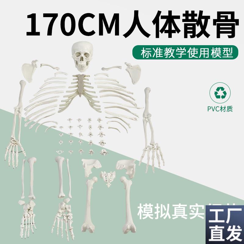 人体骨骼散骨模型(游离骨)v170CM人体骨骼全身散骨模型骨骸模型