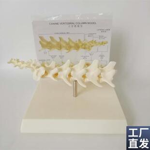 狗脊椎模型狗骨架动物骨骼犬骨架犬科教学宠N物畜牧狗腰椎广东包