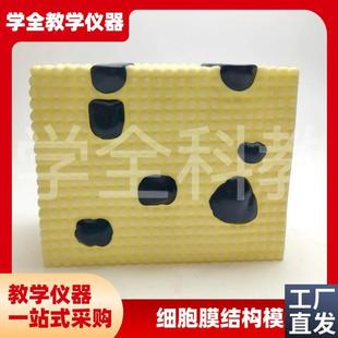 细胞膜结构模型细胞器亚显膜流动镶嵌蛋白质M脂质分子和的排列方