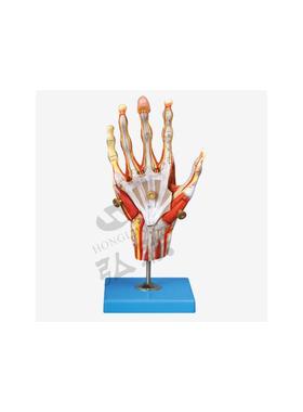 手肌附主要血管神经模型A11307