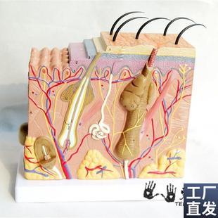 厂家直销人体皮肤毛囊组织结构放大解剖模型实U物拍摄教学模型