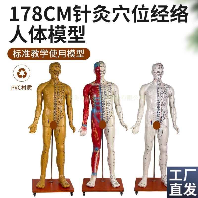 1701P78CM针灸穴位人体经络模型人中医按摩全身铜人皮人络通图