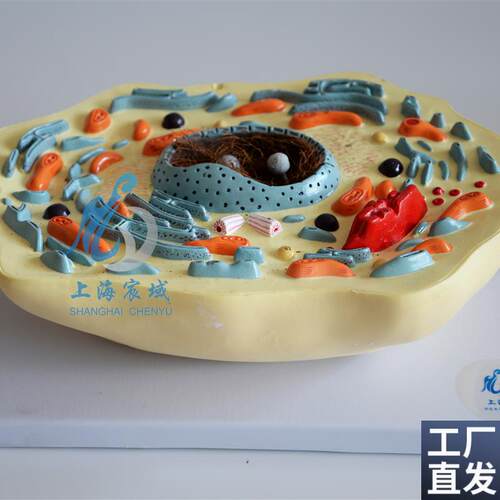 动物细胞模型显微结构解剖z模型中学生物教学生物细胞器材
