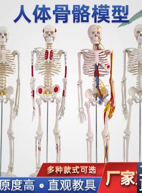 85cm180cm人体骨骼模型骨架可拆卸人体脊柱模型S仿真小白骷髅标本