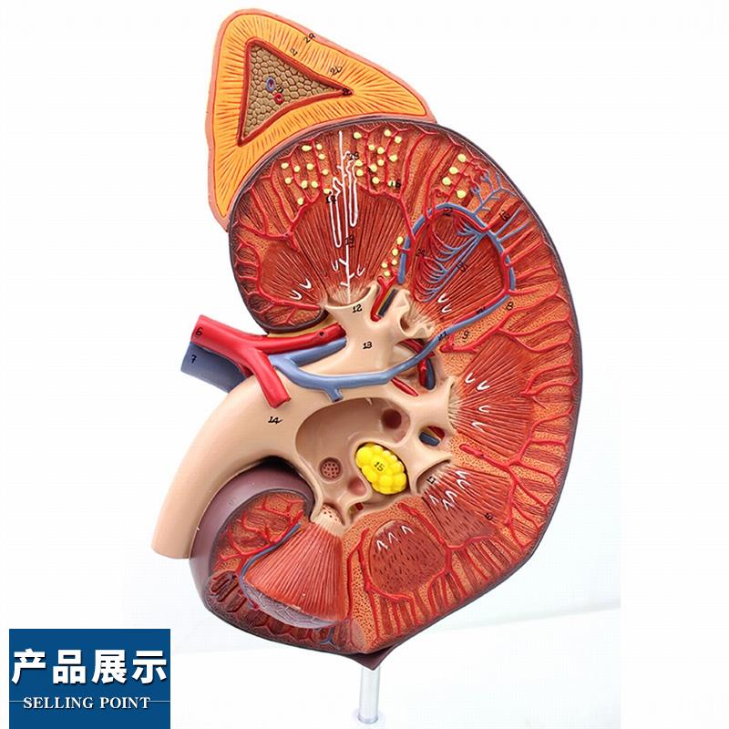 ENOVO颐诺医学人体p肾脏肾上腺模型肾器官解剖泌尿系统模型生殖泌