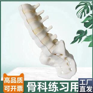 骨科用假骨模型腰椎神经骶骨人体脊柱手术练习R仿真骨外科医生考