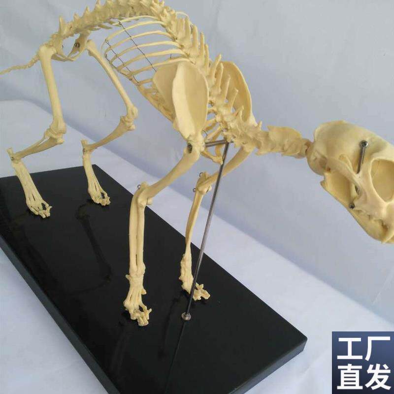 猫骨架动物f骨骼动物骨架兽医教学教具宠物医学教仪模型优惠