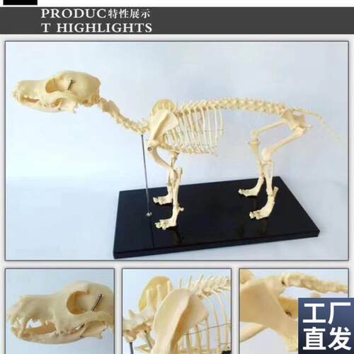 狗骨骼骨架结构动物模型教学讲解V兽医用具展示