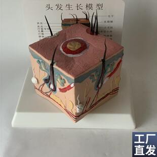 人体头发生d长过程教学模型毛囊堵塞毛孔粗大毛细血管毛发神经血
