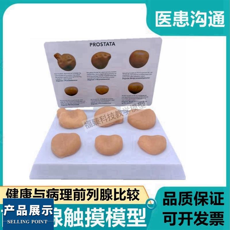 前列腺触摸模型自检健康病理不同年龄段男科医P患膀胱泌尿生殖肥