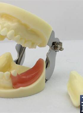 颐诺正品口腔模型口腔外科v学教学模型牙颌牙医齿科种植体模型