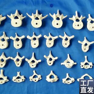 人体1:1散脊椎椎体模型人体骨骼骨架U医用教学讲解