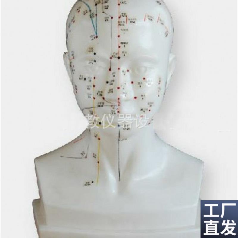 自然大头针灸g自然大头针灸模型头部针灸头穴位针灸模型