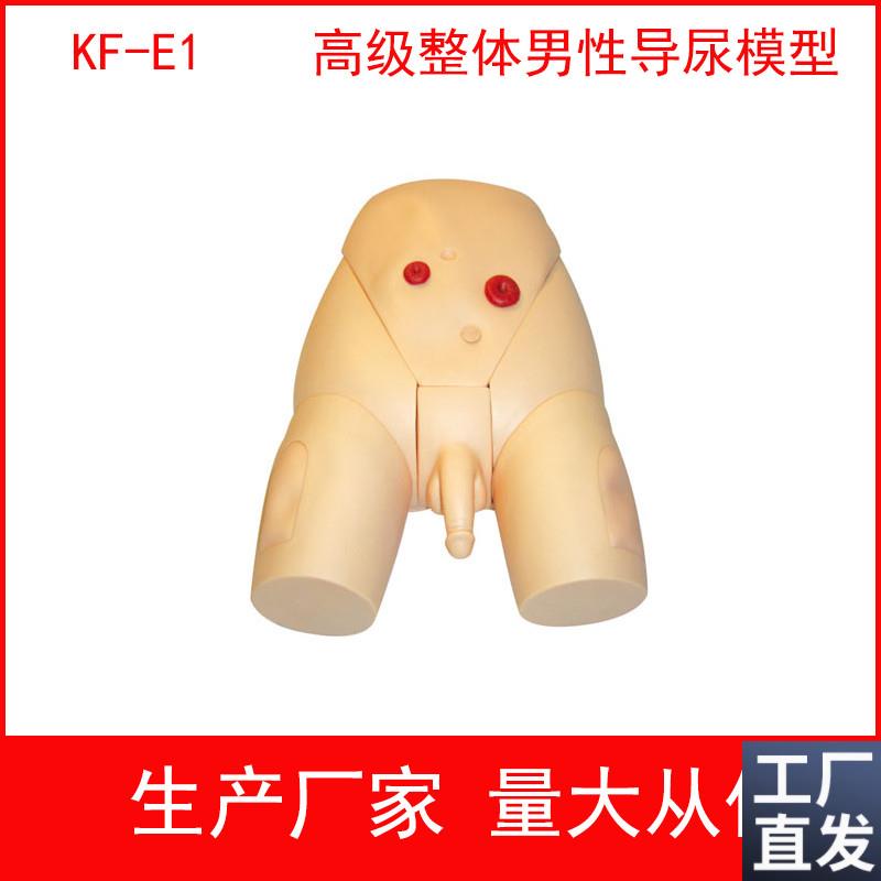 高级整体男女导尿模具,高级整体男性导尿模型女性V导尿训练模型