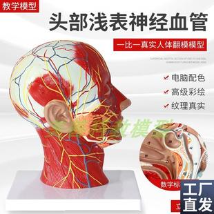 人体头面部附脑血管神经模型颈部解剖学面部神经血V管肌肉结构模