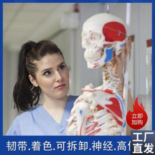 盼夕人体骨骼模型骨架170脊柱教D学演示瑜伽骷髅实验解剖科普生物