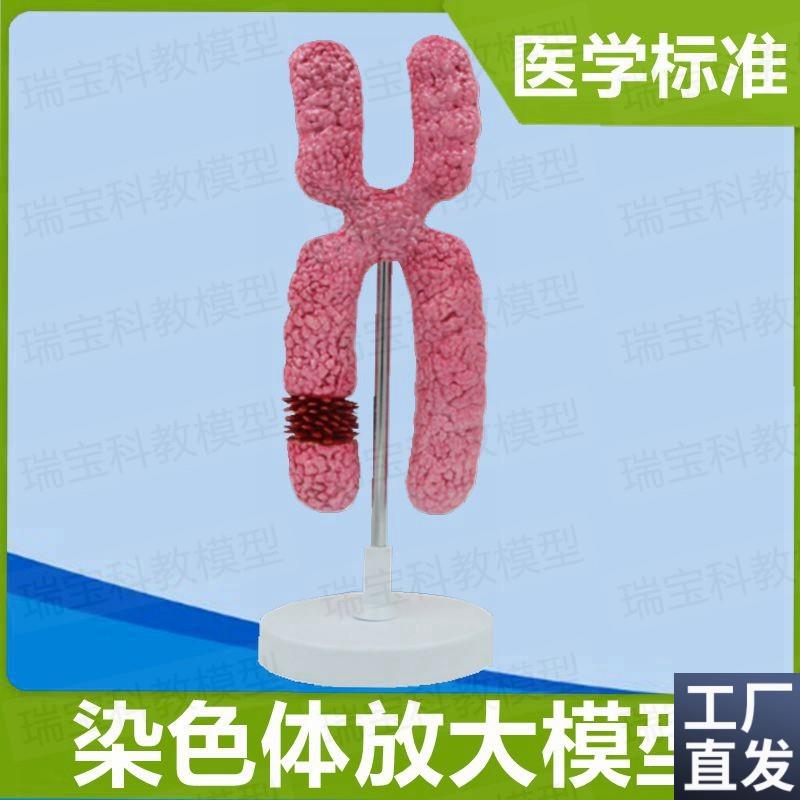 染色体模型染色质模型23v对染色体性染色体常染色体生殖医学