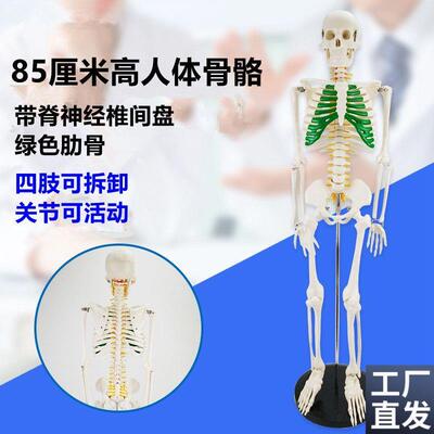 85厘米高人体骨架n小白人模特美术艺用仿真瑜伽素描影视道具展示