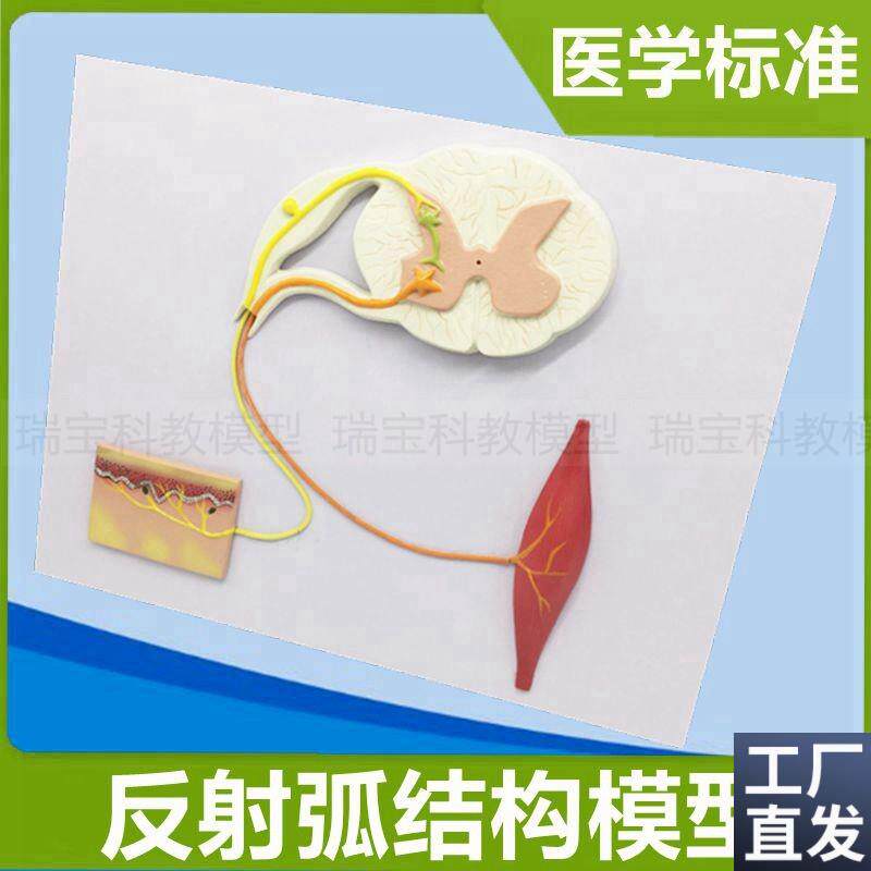 反射弧模型感受器肌肉神s经高中生物生理课实验神经元细胞髓鞘树