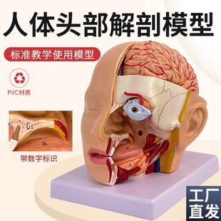 头部附脑动脉模型人体脑部解y剖模型口腔鼻咽喉头部颅脑外科脑