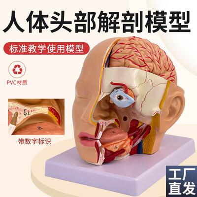 头部附脑动脉模型人体脑部解y剖模型口腔鼻咽喉头部颅脑外科脑