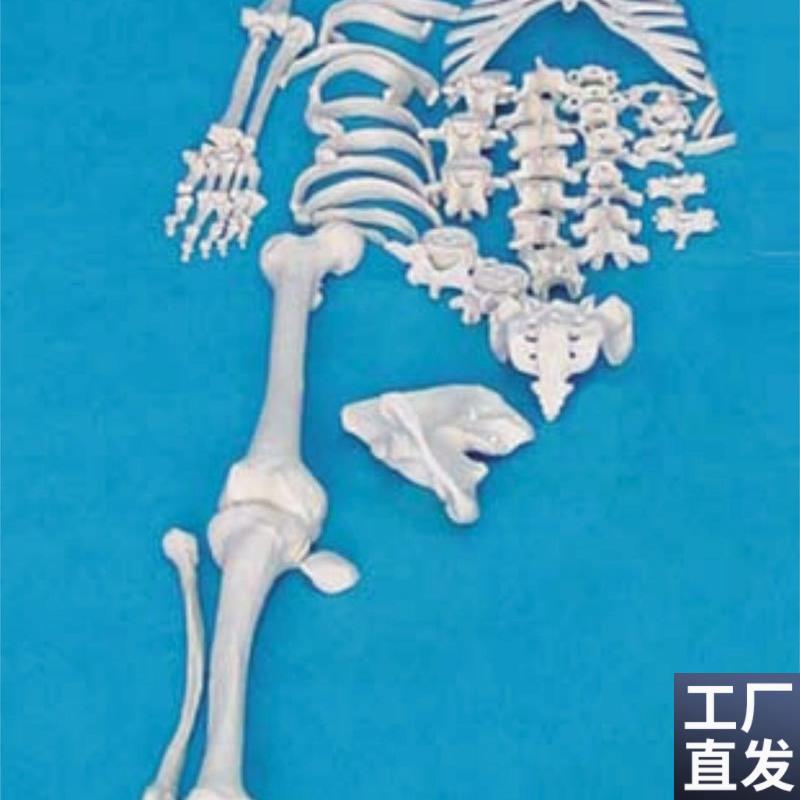 170CM人体骨骼o模型人体骷髅骨架模型医用人体标本模型