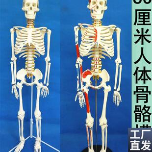 医用人体骨骼模型人体o脊椎骨架医用脊柱标本小人全身骨模型85厘
