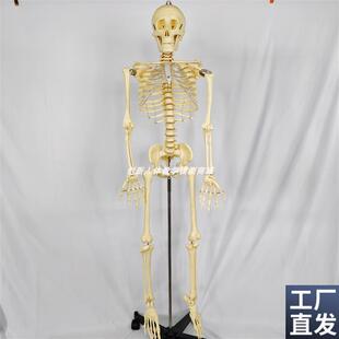 130CM人体骨骼骨架标本模型z带脊椎神经可拆卸可活动医用教学教具