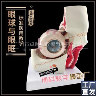 眼球与眼眶解剖结m构放大模型视神经模型感觉器模型眼科配镜验光