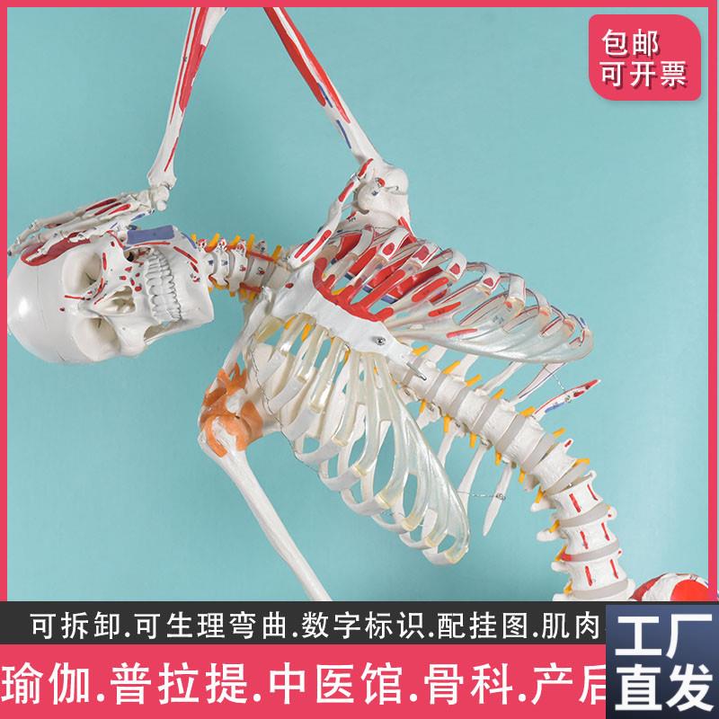 盼夕人体骨骼模型脊柱弯曲拆卸骷髅全身骨架教学美V术培训瑜伽保