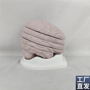 人体大脑解剖模型切片脑脑干脑仁神经J脑部医学教学演示模型脑科