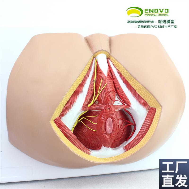 颐诺正品男性会阴盆部血管神经erineum解O剖模型生殖泌尿肛肠科