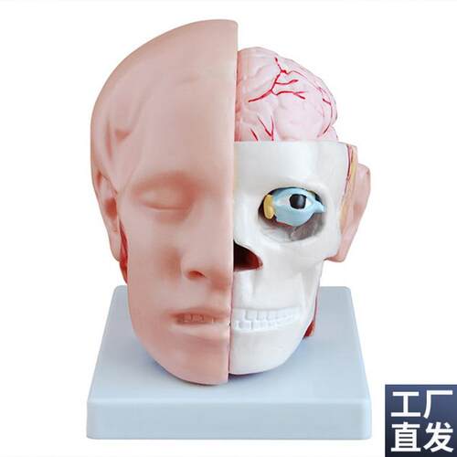 人体头部解剖附脑动脉模型J医学教学用标本模具