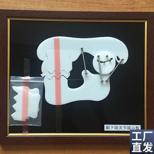 牙齿教学训练演p示板牙科牙颞下颌关节示教板