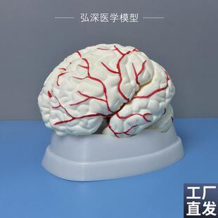 人体脑解剖模型大l小脑部动脉血管分布结构可拆开8块器官医学教学