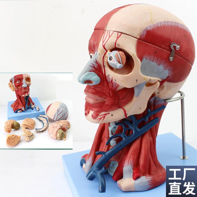 ENOVO颐诺医学人p体头颈部肌肉血管附脑头颅脑模型人体头部解剖大