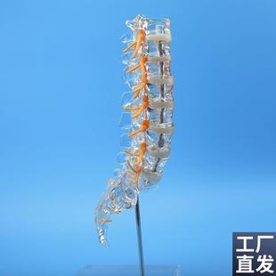 透明腰椎带尾骨模j型椎间盘脊神经骶骨尾椎骨脊椎脊柱骨科立体教