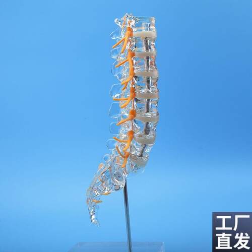 透明腰椎带尾骨模j型椎间盘脊神经骶骨尾椎骨脊椎脊柱骨科立体教