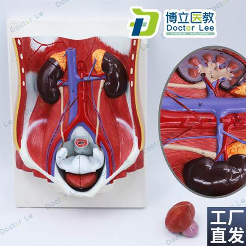 人体男女性泌尿系统n模型膀胱腹腔后腹壁解剖肾脏模型前列腺模型
